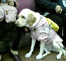 �d�ԓ��A���ꂳ��̑����ŃV�b�c���Ă���r�������