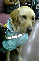 �d�ԓ��A���ꂳ��̑����ɃV�b�c����t�N�����