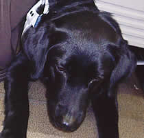 ���C�`�F���ł��B��낵���[