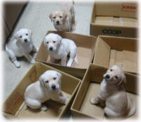 �Q�O�O�R�N�P�P���P�O��