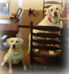 �C�X�ɍ���h���`�F������