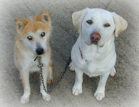 �|�`�ƕ����