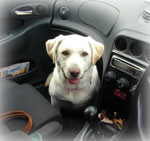 ����ȑ����ŃV�b�c���āu�ǂ��֍s���́[�v