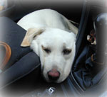 ���s���́A�����̕����Ɋ���悹�ă_�E��