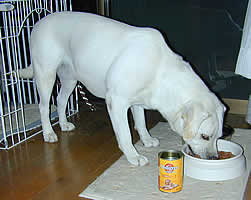 �����ŐH�ׂĂ���\��