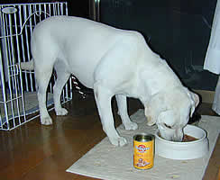 �����ŐH�ׂĂ���\��