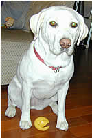 ���߂����{�[���𑫌��ɂ����Ė�������