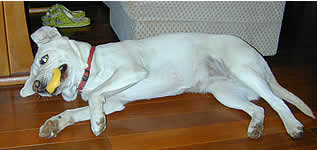 ���񂾂�e���V�������オ��A�S�������Ȃ���K�E�K�E���Ă܂��B