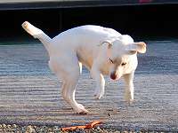 �����Ă�������A���C�ɓ���̂���������яオ���Ď��\��