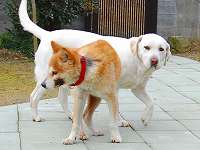 �|�`�ƒ��ǂ��ł�