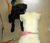 �p�s�[�����Ƃ����Ζ�