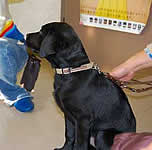 �V�b�c���Č������ȃp�s�[�����B�����L�]�ł�