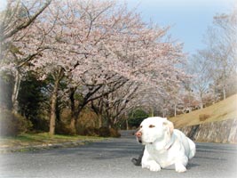 �����Ɍ������ă_�E���@���̍������ꂢ�Ɏ��܂����B