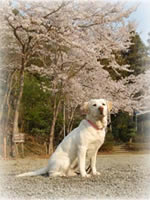 �����𗁂тăV�b�c�@�ڐ��͐��ʂ���̋�̕�