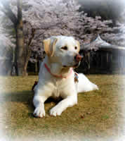 �Ő��̏�Ń_�E�����ā@�ڐ��͉E�̂��Ȃ�