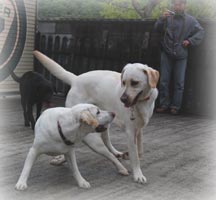 �z�[�~�[�ɂ�����������o���\���A�e�q�قǂ̑̊i�� �����̉��������ꂻ���ł�