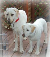 ����Œ��ǂ��z�[�~�[�ƃ\���A�\���̔w��̓z�[�~�[�̔������炢�ł�