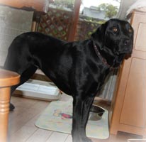 �Z�������̉��p�@�����ѕ��݂��������܂��B��܂���