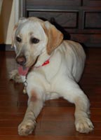 �_�E�������z�[�~�[ ���������������ăJ�b�R�����ł��l�[