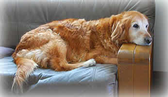 ���C�ɓ���̃\�t�@�[�ŕI�|�ɂ�����u���ă_�E������N���[�N