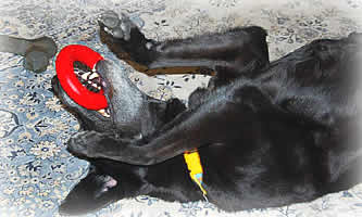 ������������������ɂȂ��ėV�ԃu���b�L�[