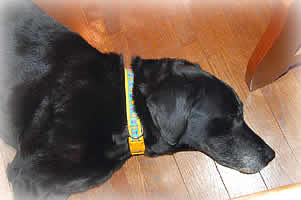 ���������ĐQ�Ă���u���b�L�[