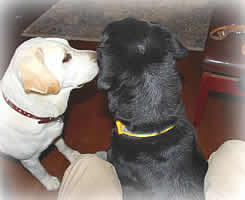 �Â���u���b�L�[�ɏĖ݂��Ă��\��