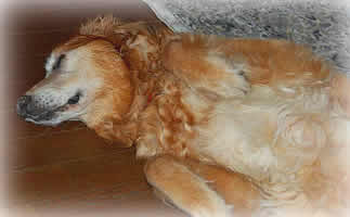 �����ɃS��������N���[��