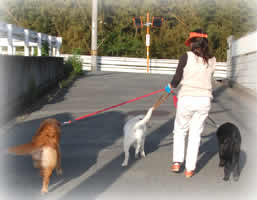 �O������ĕ�����鍲������