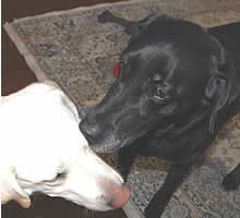 �u���b�L�[ '07�N5��