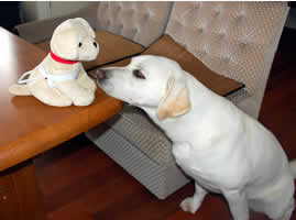 �e�[�u���̏�̂ʂ�����݂�~�������ɕ@���߂Â��ē�����k���ł��܂�