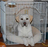 �P�[�W�̒��ŁA���ɑO�����悹�ă_�E��