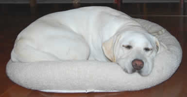 ���Ɋ{���悹�Ă��x�ݒ�