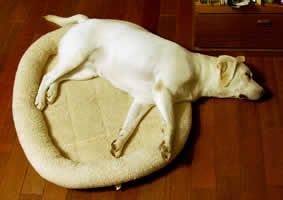 �w�����猨�ɂ����Ă𖍂ɏ悹�A���̓x�b�g�̊O�̐}