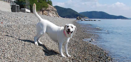 �g�ł��ۂŏ΂��Ă܂�