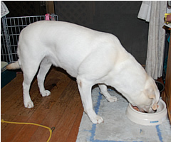 ���񑩂́A�h�b�N�t�[�h�̊ʋl�����炢�܂���