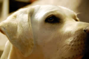 ���Ă��������A���̐^���Ȗ�