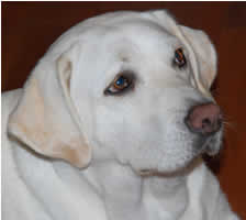 ������Ƃ��߂��ڐ��A�ł����ɂȂ�ȁ[