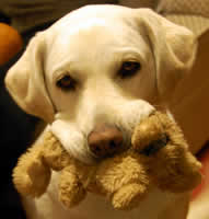 ��������������āA�V��ł���Ȃ��́[