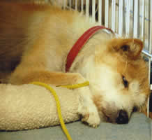 ���ƑO���𖍂ɏ悹��