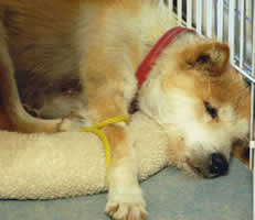 �O����L�΂��ă����b�N�X�����X�^�C����