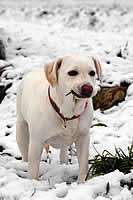 好きな草をハムハム