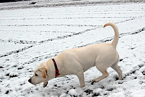 �͂˂�悤�ɁA��̒�������\��