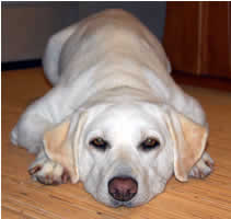 �Ƃ��̃J�[�y�b�g�̏�Ńx�^�[���ƃ_�E��