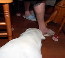 �e�[�u���̉��֐N�U��