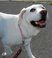 Heel �����������グ�Ȃ�������\��