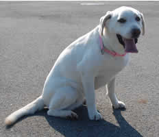 ���[�ŁA�����т����Ȃ��� Stay