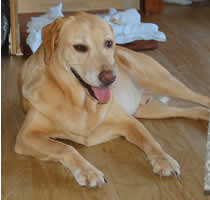 �x�b�g�̑O�ł��낮TRUE