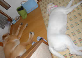 ��l����ł�����