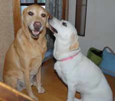 �l�G�l�G�@�\���A�Ȃ��Ɂ[�@TRUE